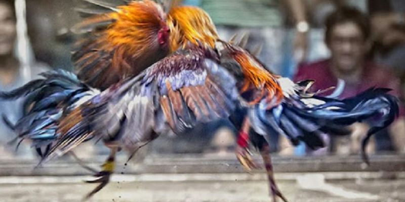 Những điều cần chú ý khi tham gia đá gà
