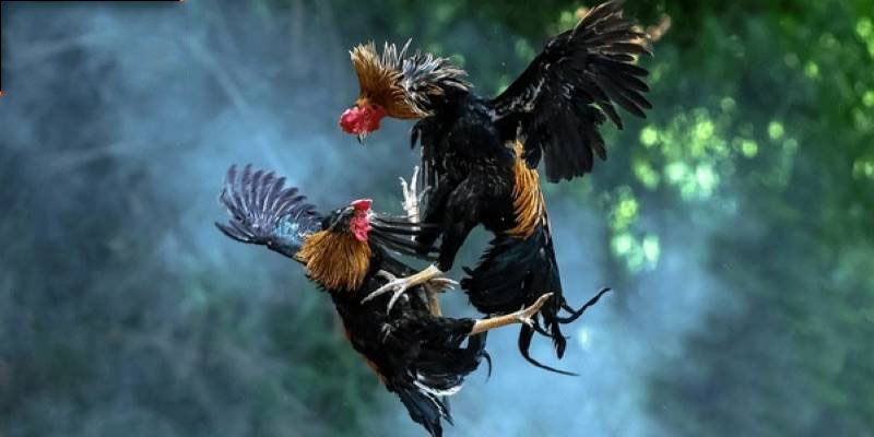 Tổng quan về sảnh đá gà Vin88